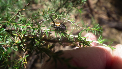Photo of Bumspot Chafer (Popillia bipunctata)