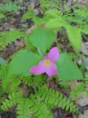 Trillium catesbaei