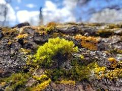Lewinskya elegans