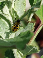 Diabrotica undecimpunctata