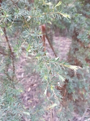 Pultenaea muelleri
