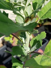 Diabrotica undecimpunctata