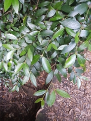 Atherosperma moschatum