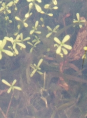 Callitriche petriei