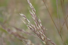 Poaceae