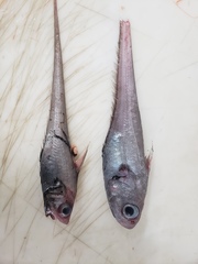 Coryphaenoides rupestris