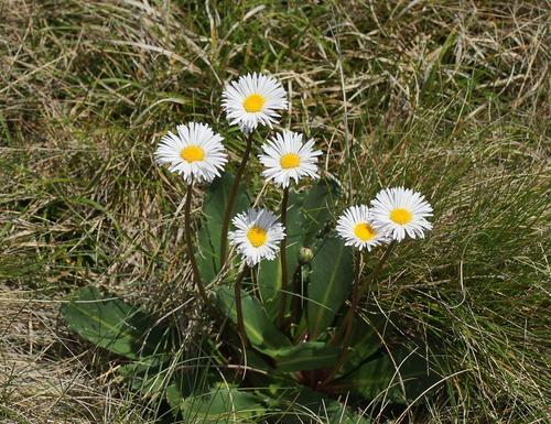 Brachyscome decipiens Hook.fil.