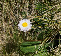 Brachyscome decipiens