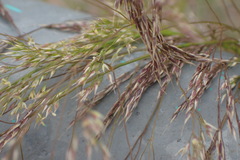 Poaceae