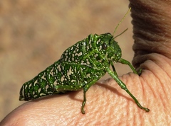 Physemacris variolosa