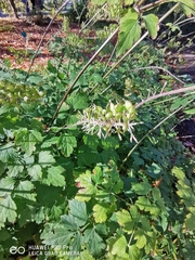 Actaea podocarpa