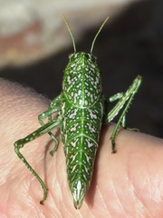 Physemacris variolosa