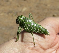 Physemacris variolosa
