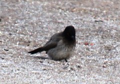 Pycnonotus nigricans