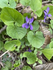 Viola selkirkii