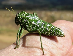 Physemacris variolosa