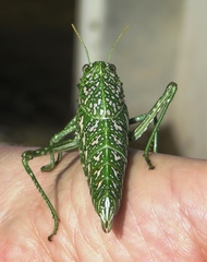 Physemacris variolosa