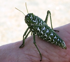 Physemacris variolosa