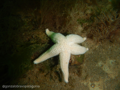 Allostichaster capensis