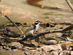 Melithreptus gularis