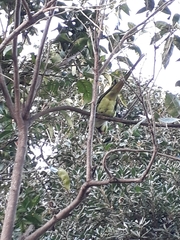 Psittacula krameri