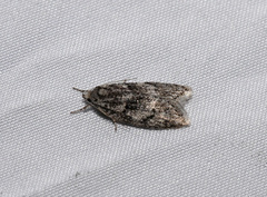 Semioscopis inornata