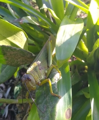 Tropidacris cristata grandis