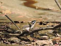 Melithreptus gularis
