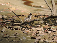 Melithreptus gularis
