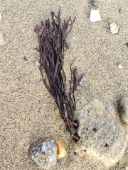 Gracilaria foliifera