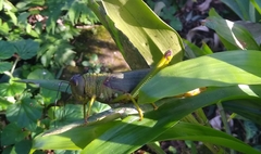 Tropidacris cristata grandis