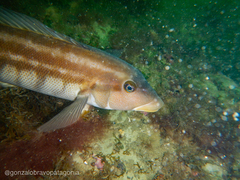 Pinguipes brasilianus