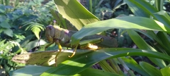 Tropidacris cristata grandis