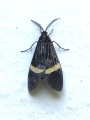 Aclytia heber