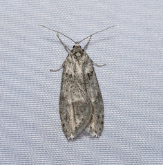 Semioscopis inornata