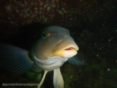 Pinguipes brasilianus