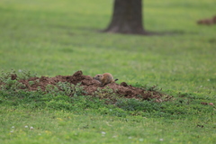 Cynomys ludovicianus