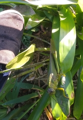 Tropidacris cristata grandis