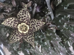 Orbea variegata