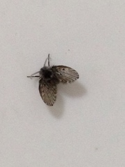 Clogmia albipunctata