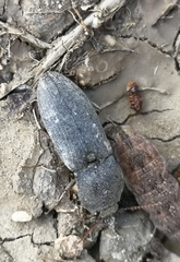 Agrypnus crenicollis