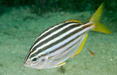 Cochleoceps orientalis