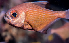 Pempheris multiradiata