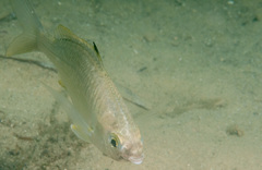 Gerres subfasciatus