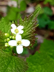 Alliaria petiolata