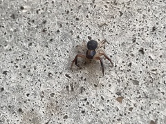 Xysticus texanus