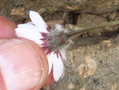 Erigeron evermannii