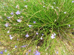 Lobelia linearis