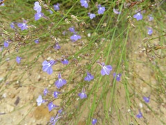 Lobelia linearis