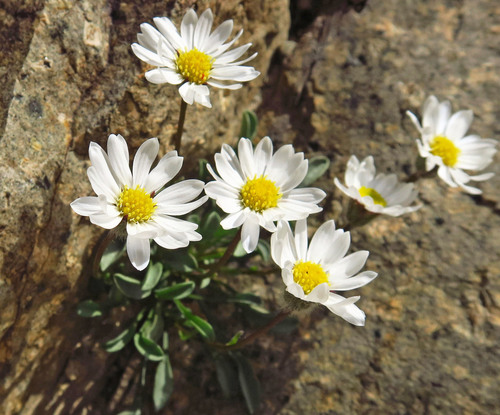 Evermann's Fleabane (Erigeron evermannii)